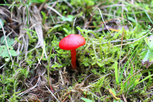 red mushroom in the vegetation