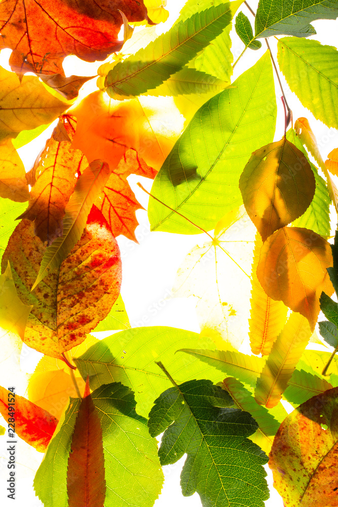 Obraz premium tree leaf nature background autumn bright colors 