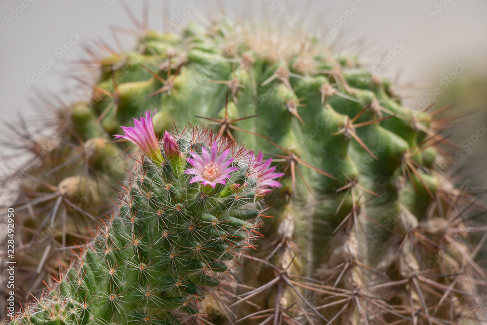 A hobby plants,Mammillaria is one of the largest in the cactus family Cactaceae. A hobby plants,Mammillaria is one of the largest in the cactus family Cactaceae.
