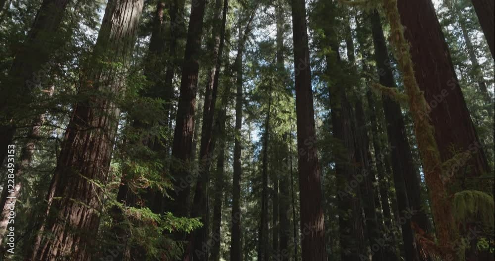Humboldt Redwoods pan up, shot in 10 bit C4K