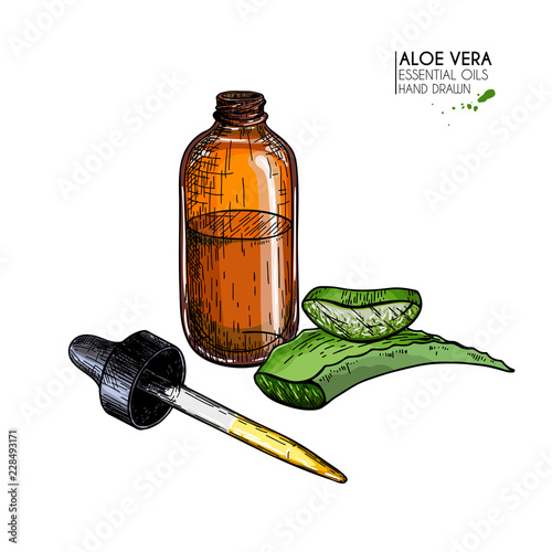 Hand drawn set of essential oils. Vector aloe vera. Medicinal herb with glass dropper bottle. Engraved colored art. Good for cosmetics, medicine, treating, healthcare, package design, moisturizing.