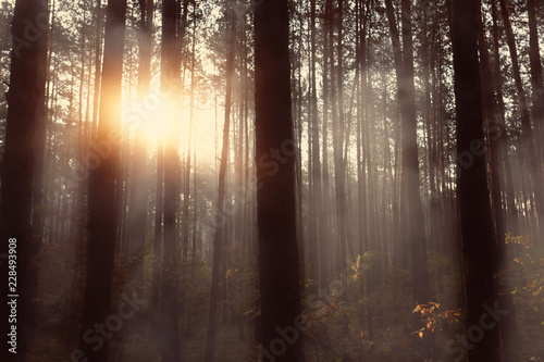 Fototapeta Naklejka Na Ścianę i Meble -  fog on a sunny morning in forest