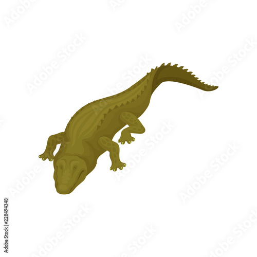 Crocodile with closed eyes  predatory amphibian animal vector Illustration on a white background