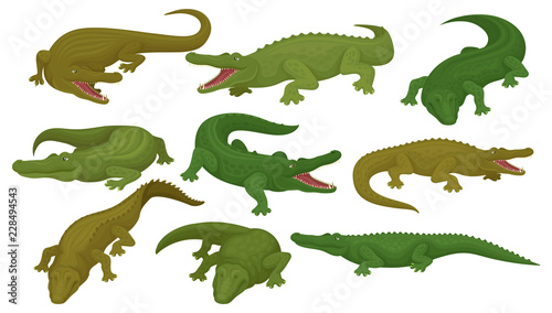 Collection of crocodiles  predatory amphibian animals in different poses vector Illustration on a white background