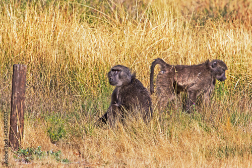 Two Chacma Baboons in Grass photo
