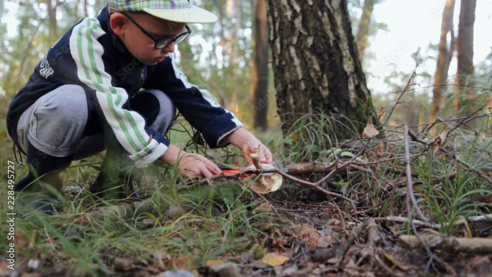The boy collects mushrooms in the forest The boy collects mushrooms in the forest