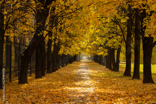 Beautiful Colorful Autumn Alley. Colorful Autumn With Road Covered With Heap Leaves In Park.