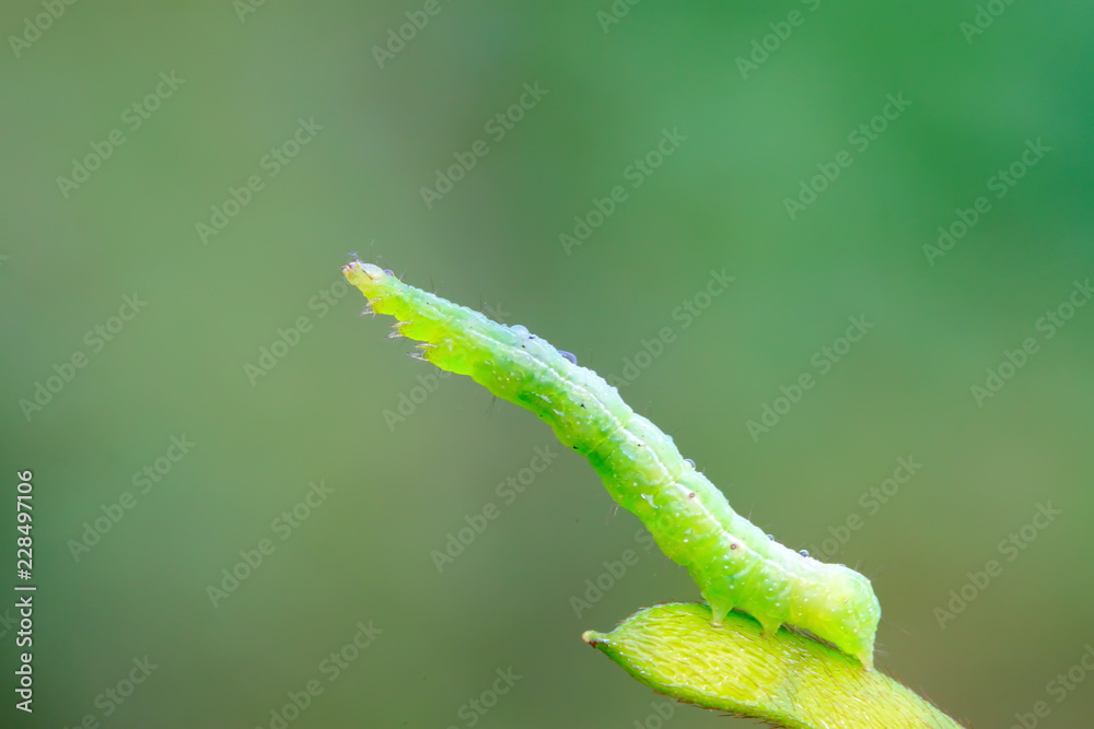 geometrid on green leaf in the wild geometrid on green leaf in the wild
