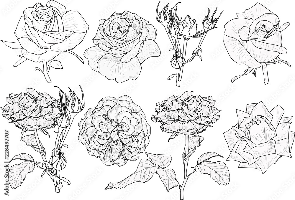 isolated eight roses black outlines collection isolated eight roses black outlines collection
