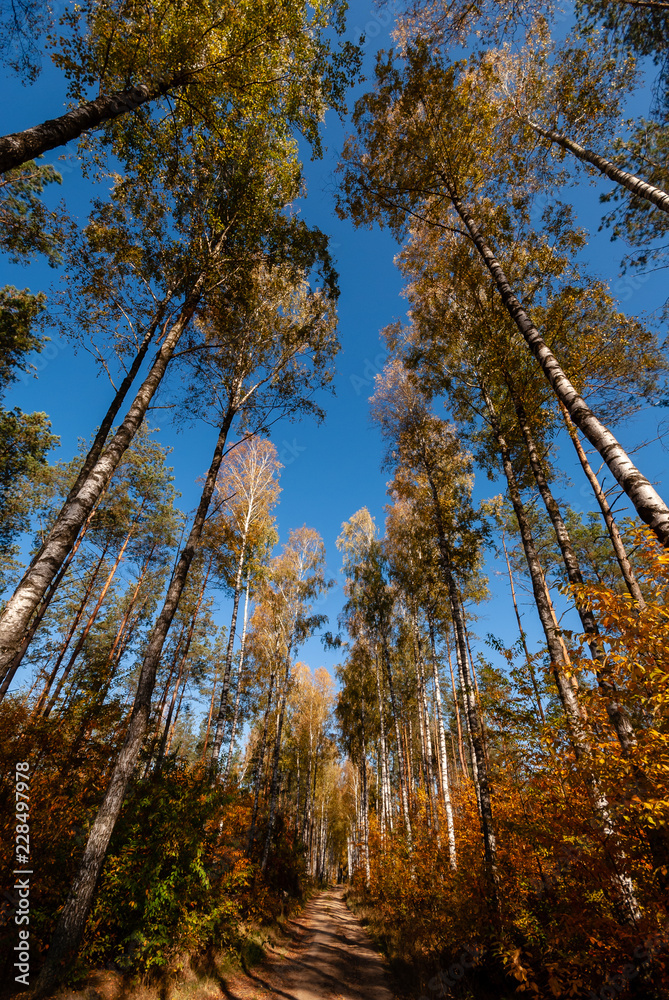 Fototapeta premium Barwy jesieni na Podlasiu