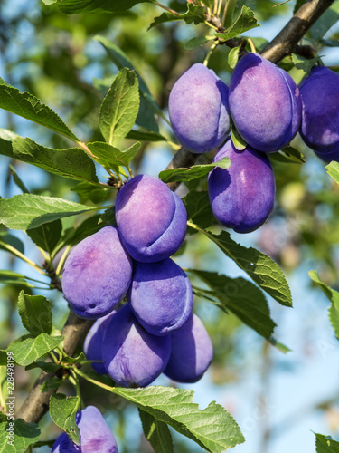 Ripe purple plums on the branch.