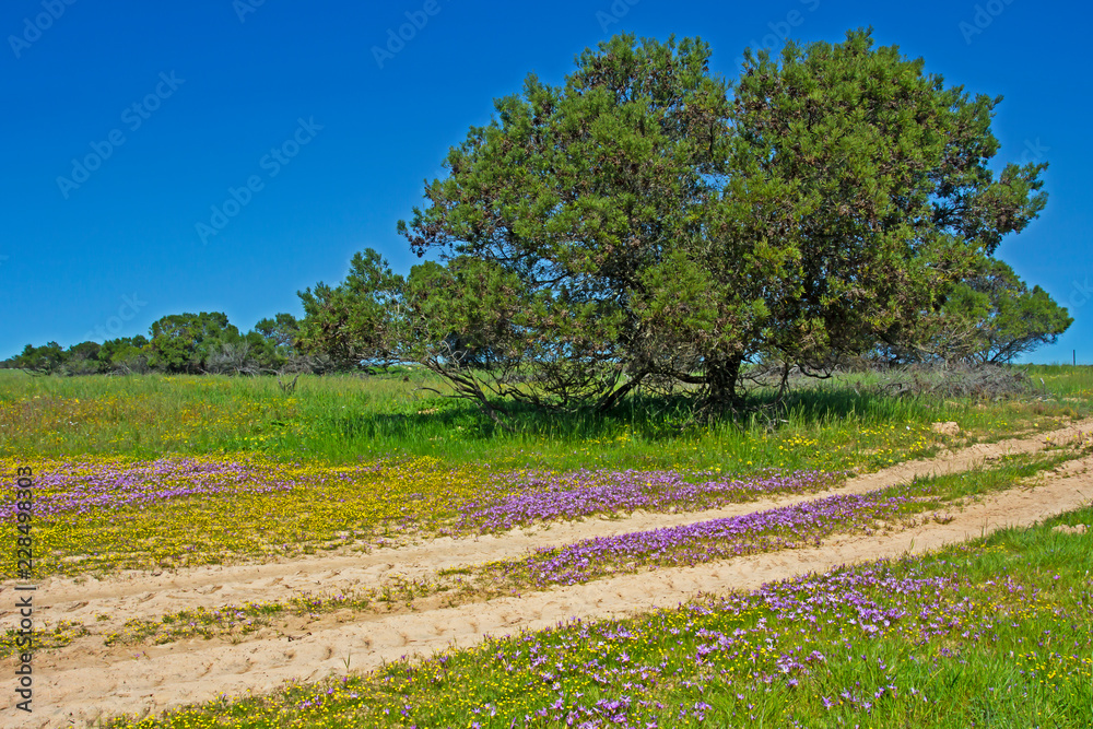 Landscape of Trees and Purple Wildflowers