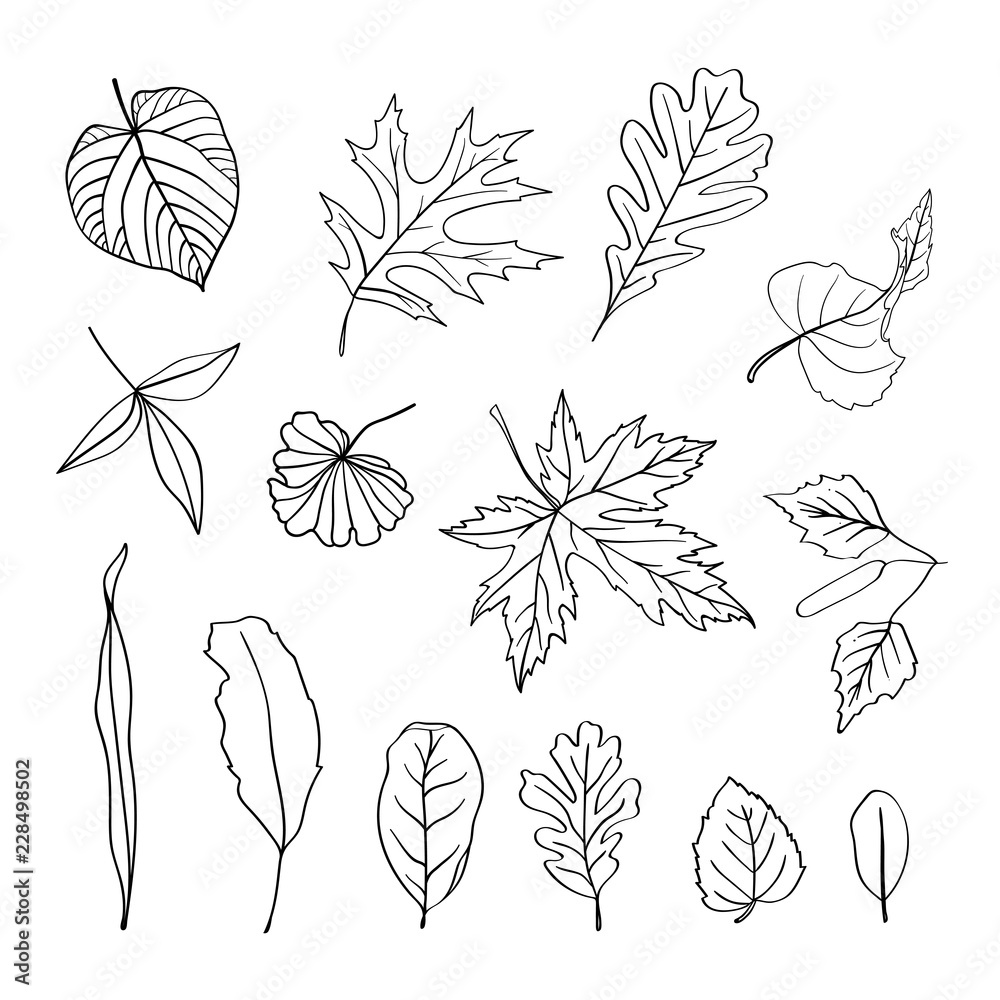 Set of autumn leaves contour. Black and  white vector illustration. Hand drawn.