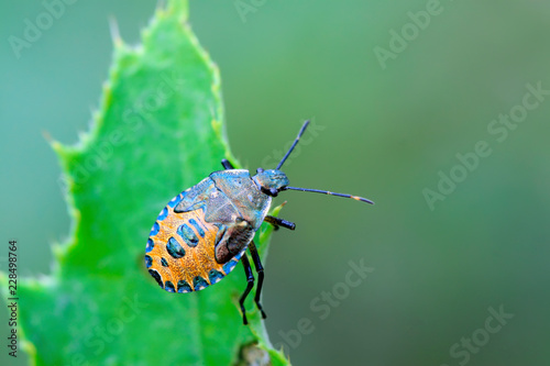 black stinkbug larvae on green leaf