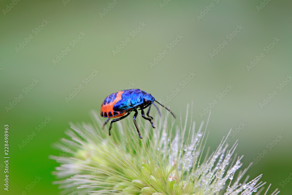 black stinkbug larvae on green leaf