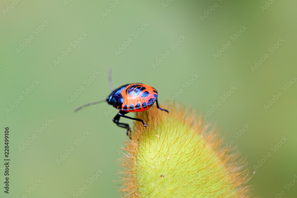 Naklejka premium black stinkbug larvae on green leaf