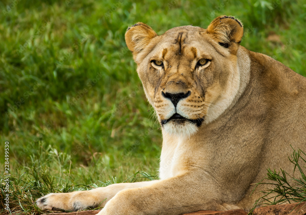 Lioness waiting for nightfall