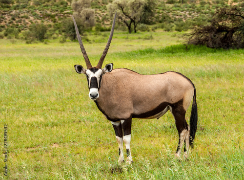 Oryx in nature 