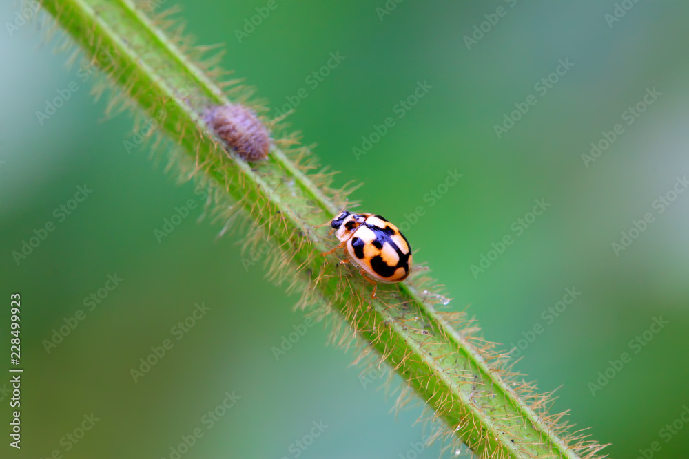ladybug on green plant