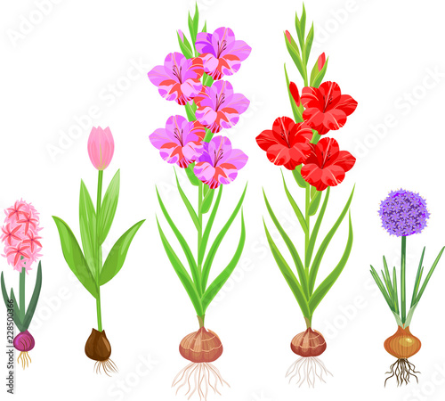Set of different flowering bulbous plants with root system isolated on white background