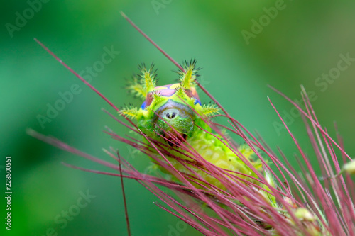 thorn moth larvae photo