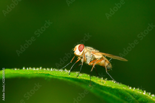 closeup of flesh fly