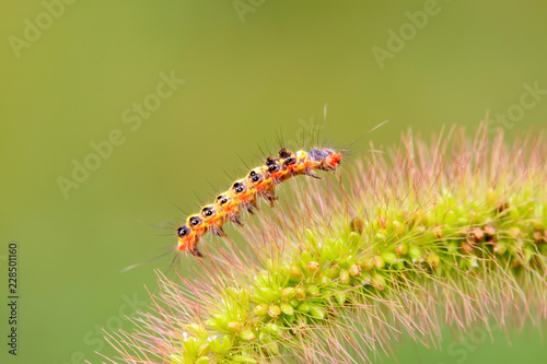 cute caterpillar on green leaf © YuanGeng