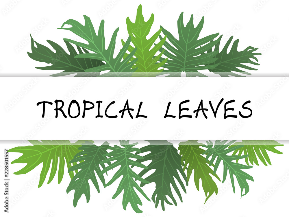 Beautiful botanical vector illustration with tropical leaves. Isolated on white background. Jungle green leaf floral pattern. Exotic nature, decoration bouquet for greeting card, banner, other design.