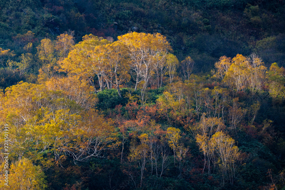 長野県栂池高原の紅葉