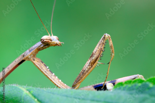 closeup of brown mantis © YuanGeng