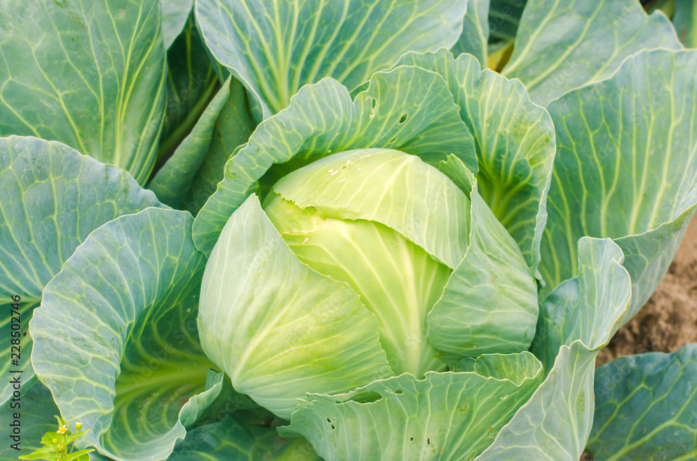 worm - pest of cabbage. disease of vegetables in the field. enemy farmer - caterpillar. farming, agriculture. close up