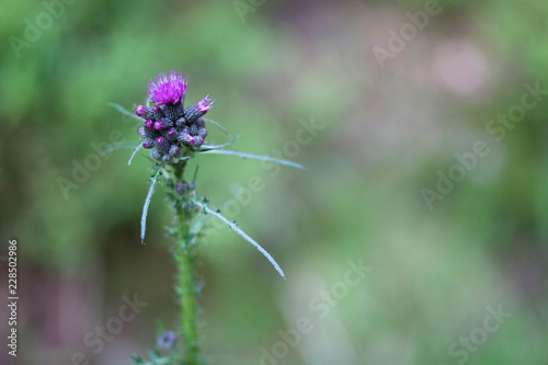 Thistle