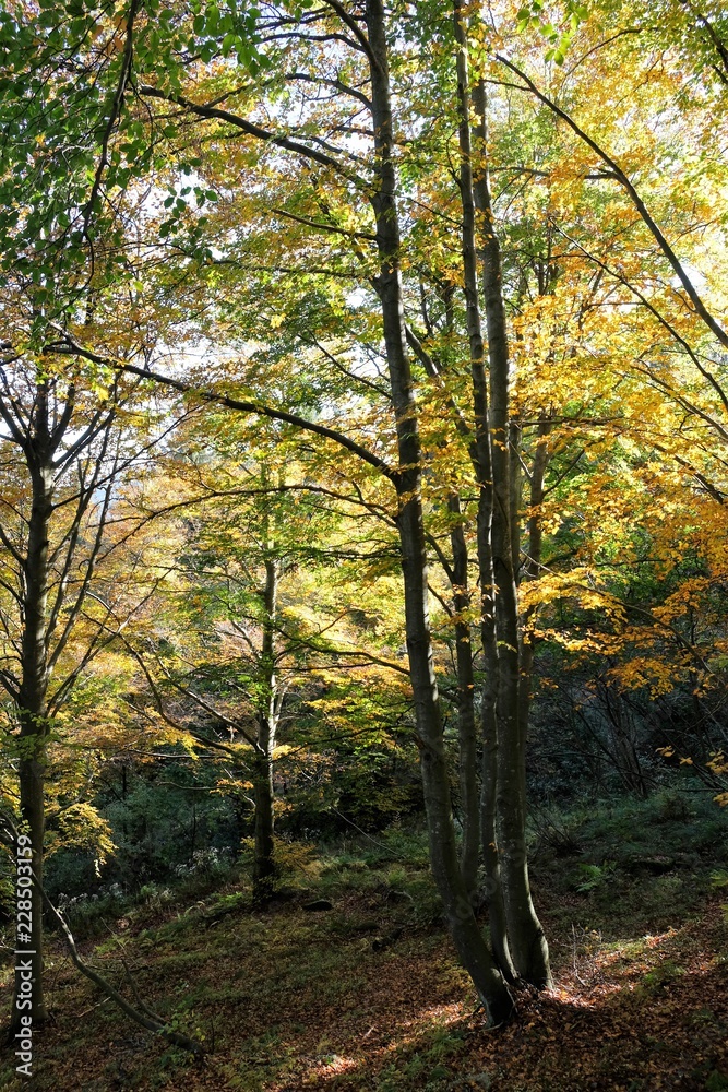 paesaggio foresta natura alberi autunno bosco foglie giallo verde