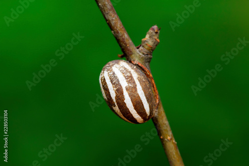 pupa shell