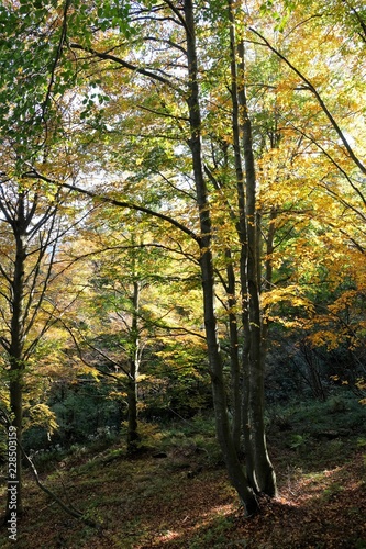Fototapeta Naklejka Na Ścianę i Meble -  paesaggio foresta natura alberi autunno bosco foglie giallo verde