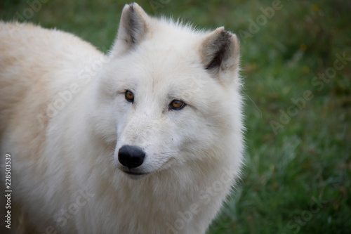 Portrait of Arctic wolf  Canis lupus arctos .
