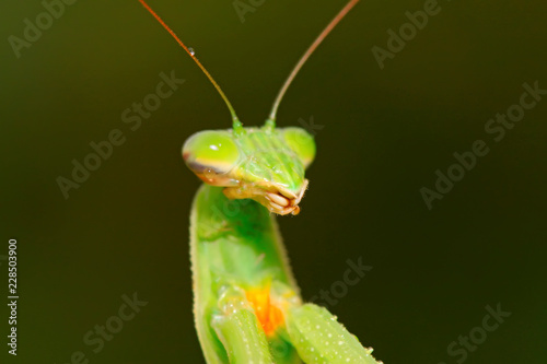 tenodera mantis photo