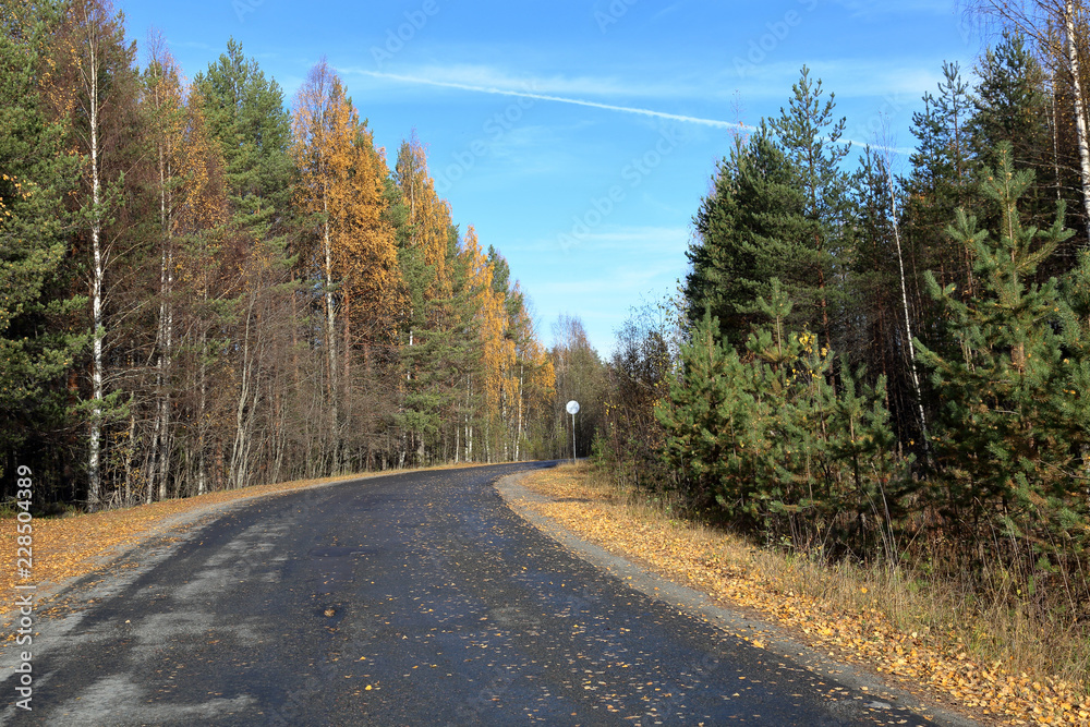 Obraz premium Beautiful Karelian forest landscape in early autumn in Russia 