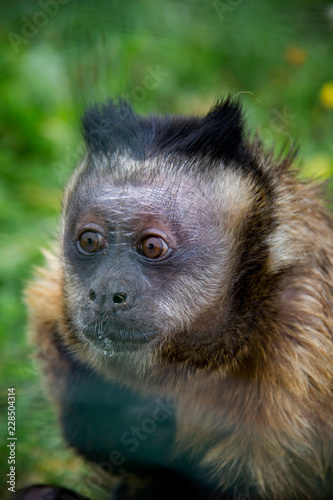 Head of Tufted Capuchin (Sapajus apella).
