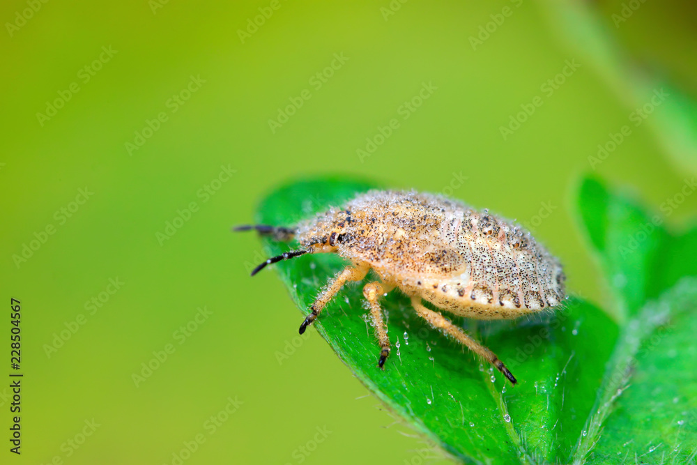 stinkbug larvae on green leaf stinkbug larvae on green leaf