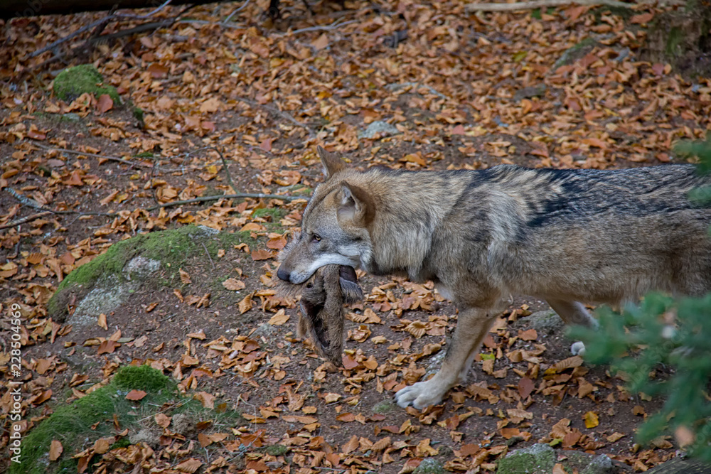 Eurasian wolf (Canis lupus lupus) with the prey. Eurasian wolf (Canis lupus lupus) with the prey.