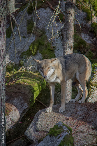 Eurasian wolf  Canis lupus lupus  posing on the rock.