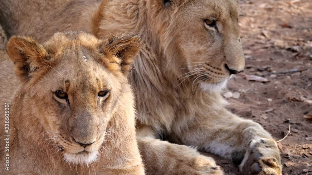 Lions cubs at Zambezi National Park, Zimbabwe Lions cubs at Zambezi National Park, Zimbabwe