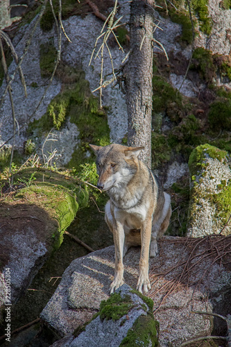 Eurasian wolf  Canis lupus lupus .