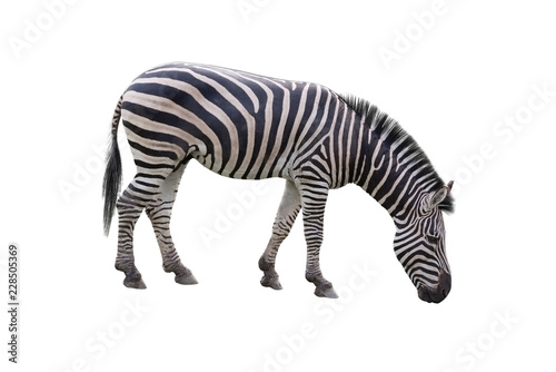 Fototapeta Naklejka Na Ścianę i Meble -  Zebra isolated on white background