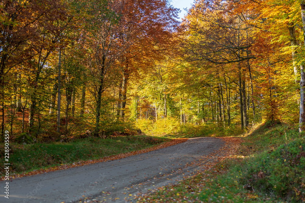 Skogsväg genom bokskog i höstfärger
