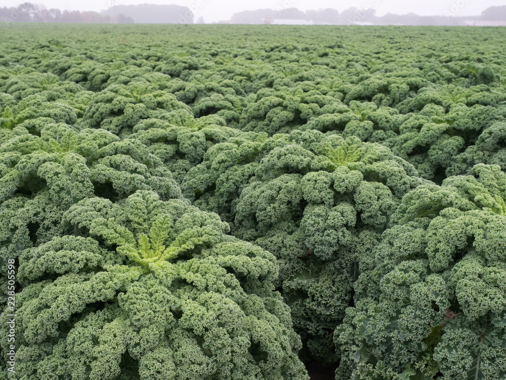 Grünkohl - Wintergemüse - Ernährung - Kohlessen Grünkohl - Wintergemüse - Ernährung - Kohlessen