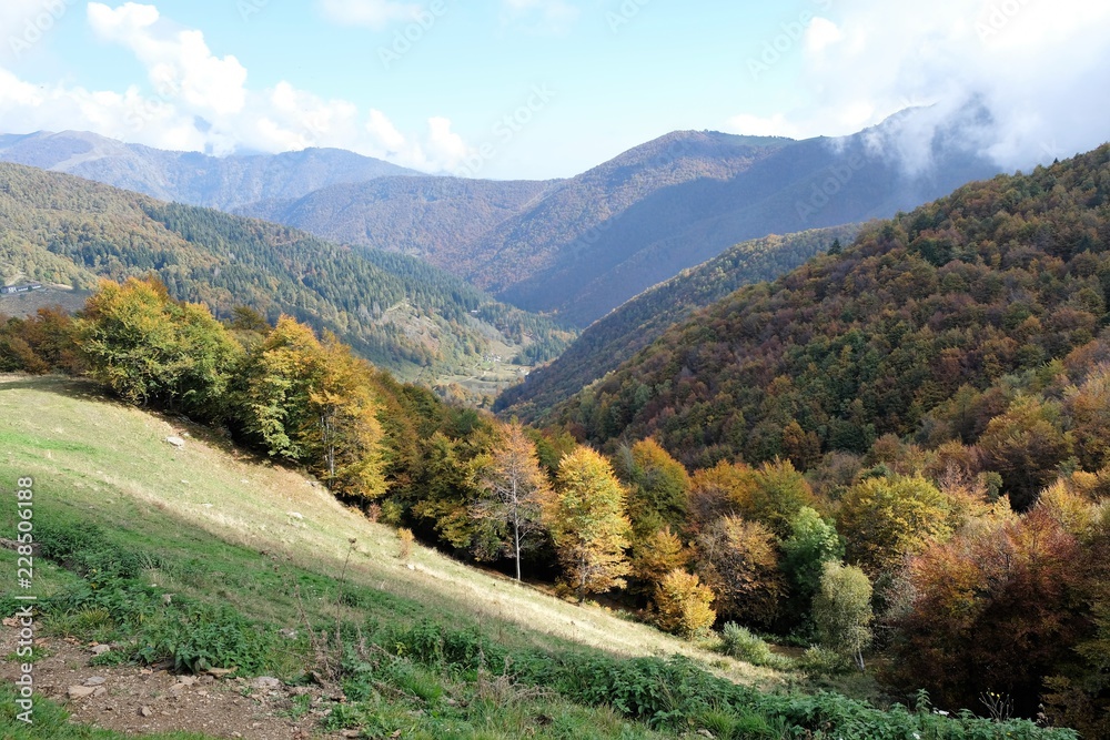 paesaggio montagna natura foresta alberi autunno foglie valle scenario verde