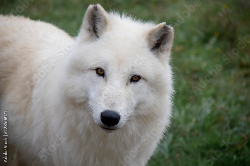 Portrait of Arctic wolf (Canis lupus arctos).