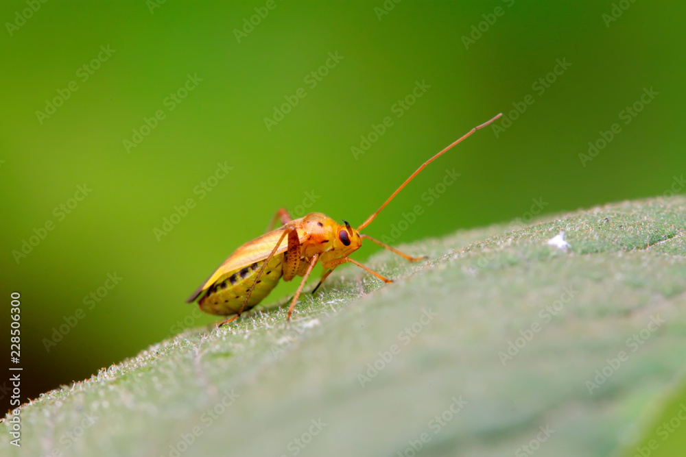 stinkbug on green leaf